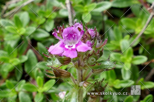 Thymus praecox ´Creeping Red´
