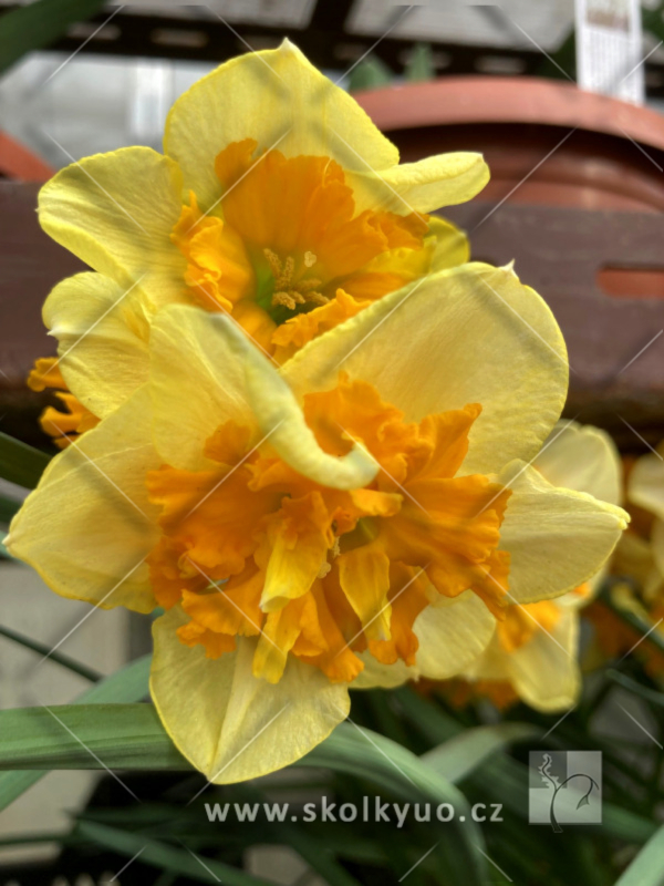 Narcissus ´Slice of Life´