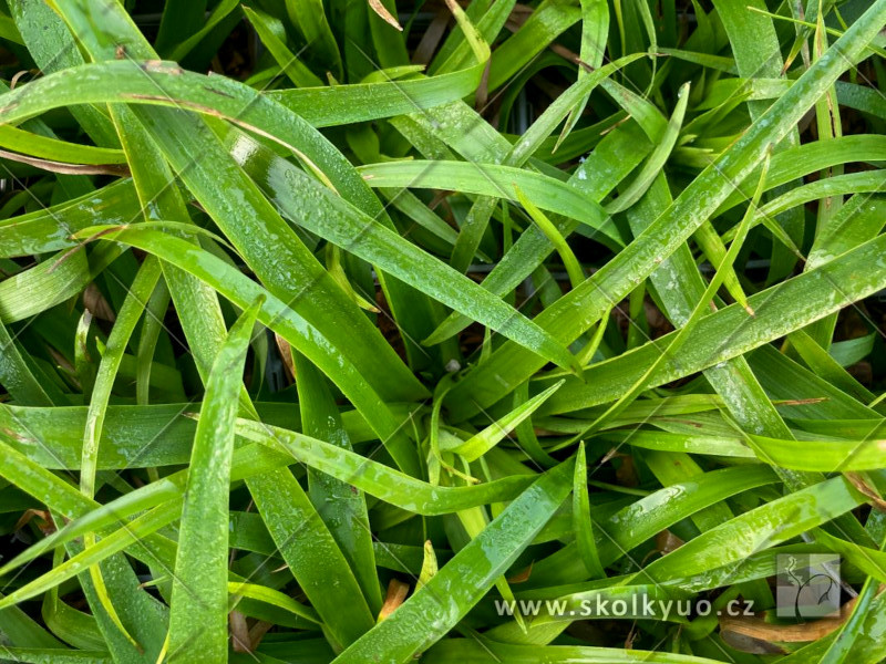 Luzula sylvatica ´Starmaker´