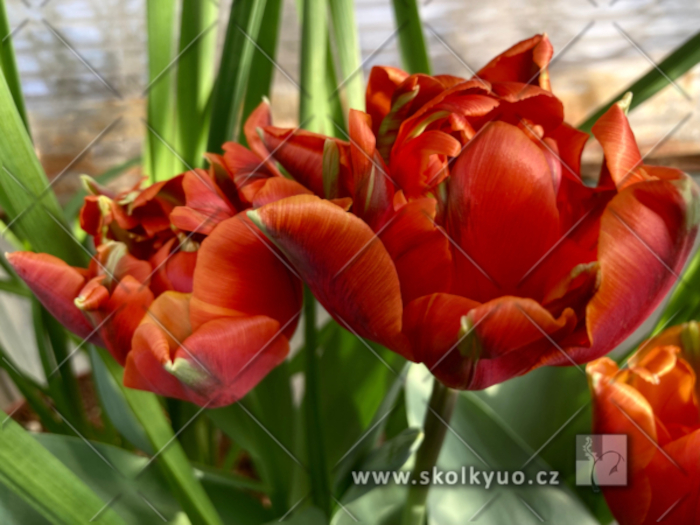 Tulipa ´Orange Princess´