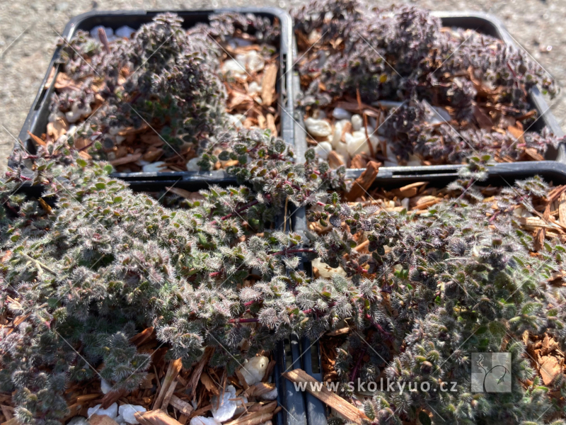 Thymus pseudolanuginosus