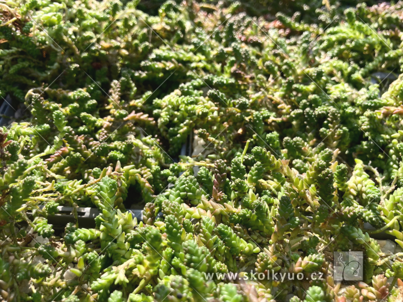 Sedum acre ´Oktoberfest´
