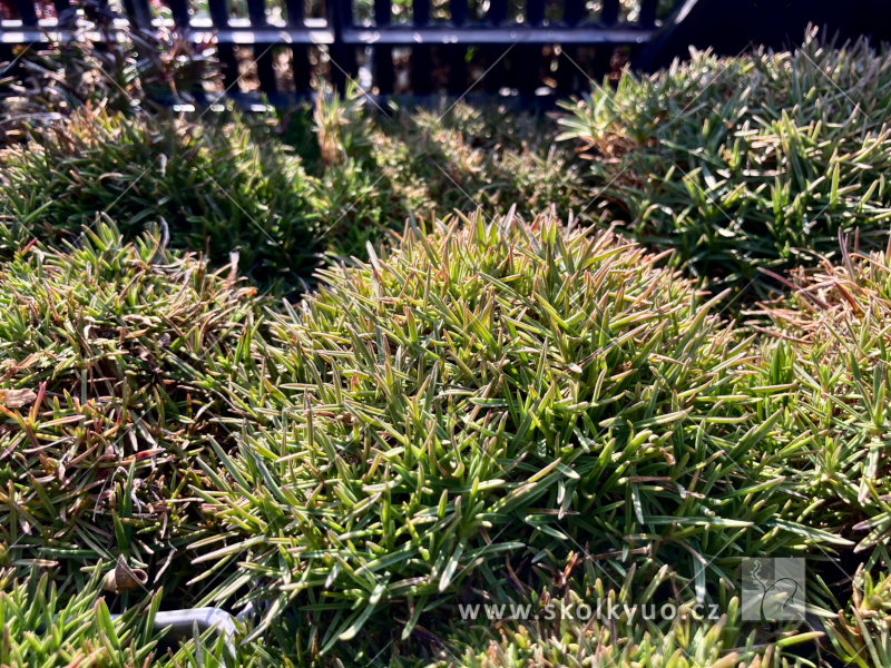 Dianthus arenarius f. nanus ´Little Maiden´