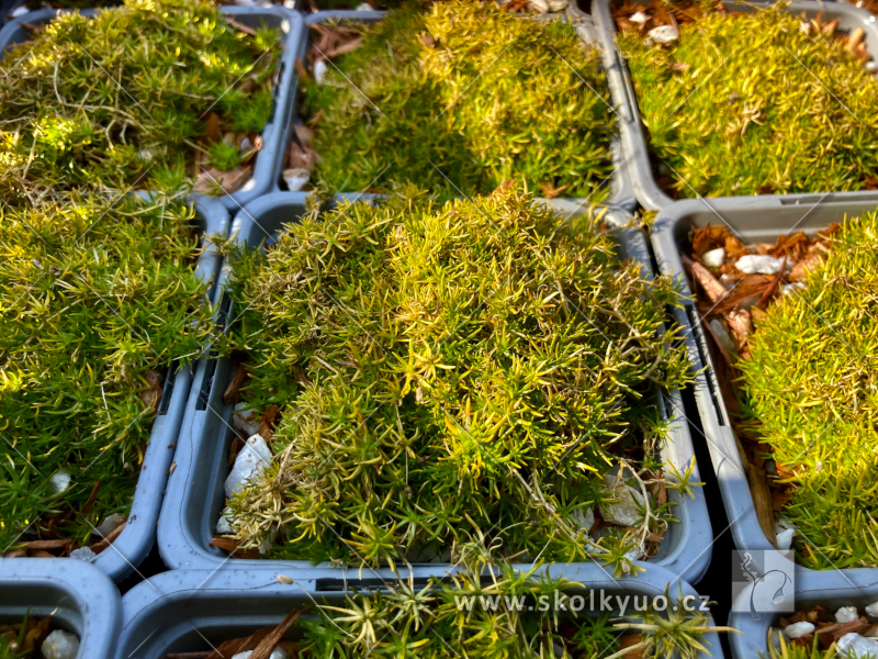 Sagina subulata ´Aurea´