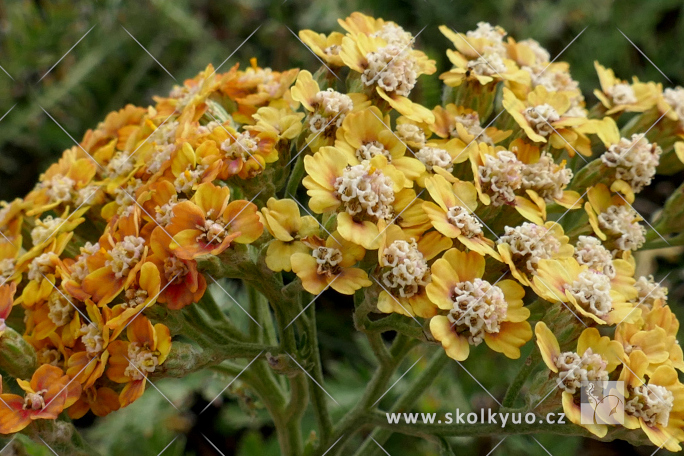 Achillea millefolium ´Inca Gold´