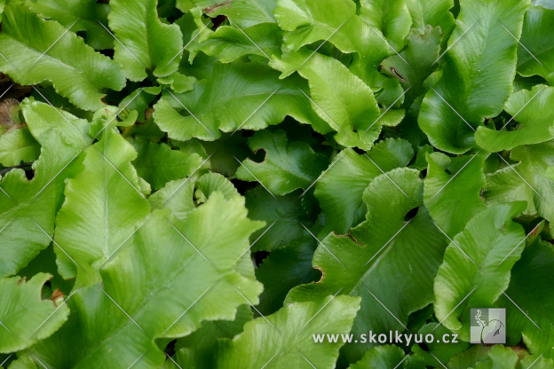 Asplenium scolopendrium ´Cristatum´