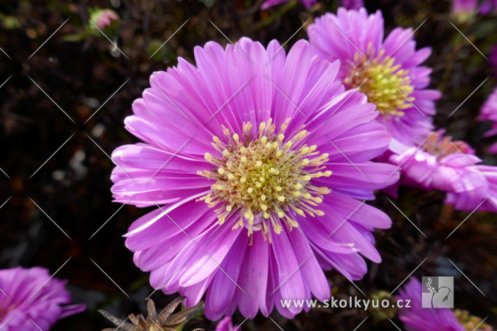 Aster dumosus ´Astral Calypso´