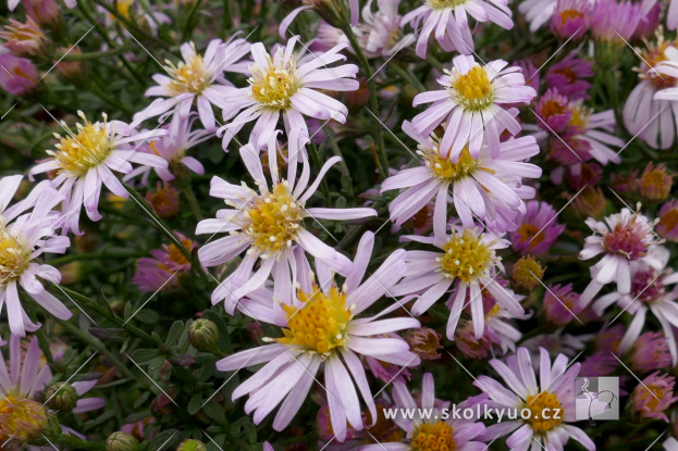 Aster ericoides ´Pink Cloud´