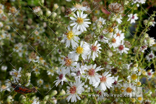 Aster ericoides ´Ulrike´
