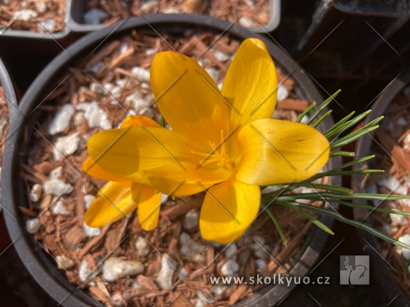 Crocus ´Golden Yellow´