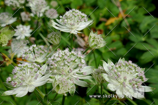 Astrantia ´Buckland´