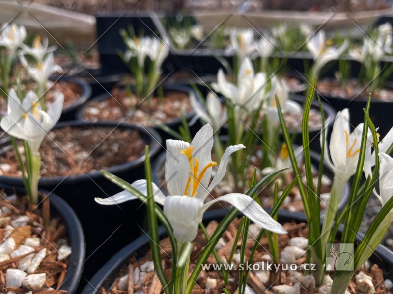 Crocus tommasinianus ´Albus´