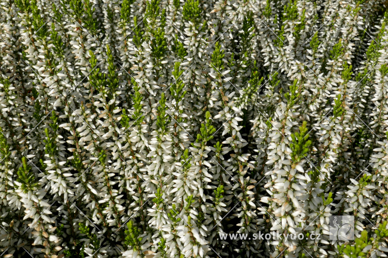 Calluna vulgaris ´Weisse Rita´
