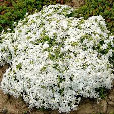 Phlox subulata ´Spring® White´