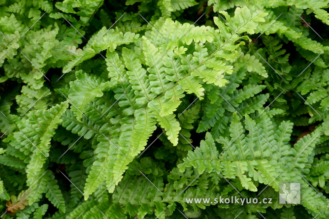 Dryopteris filix-mas ´Crispa´