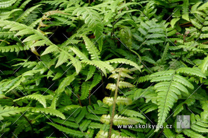 Dryopteris lepidopoda