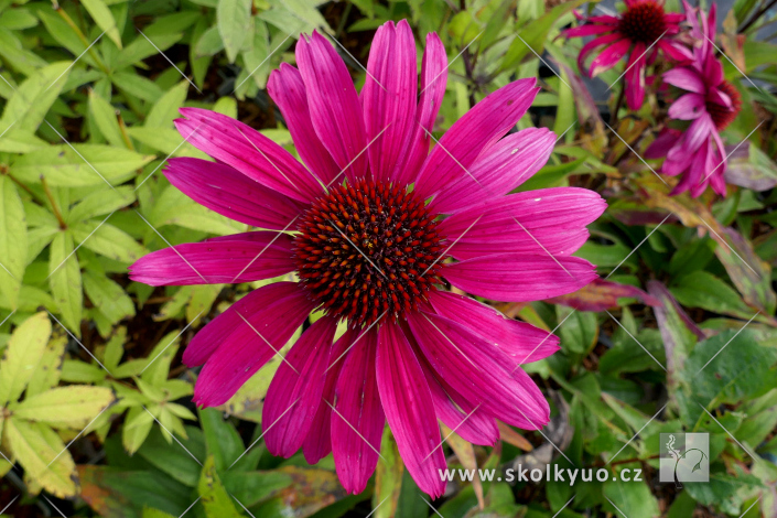 Echinacea ´Sensation Wild Romance´
