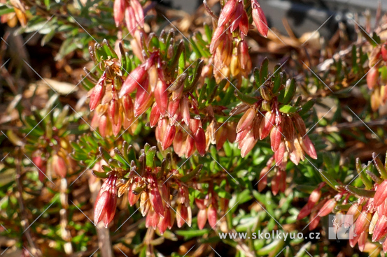 Erica carnea ´Wintersonne´