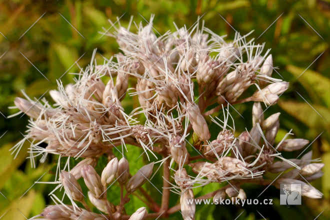 Eupatorium maculatum ´Snowball´