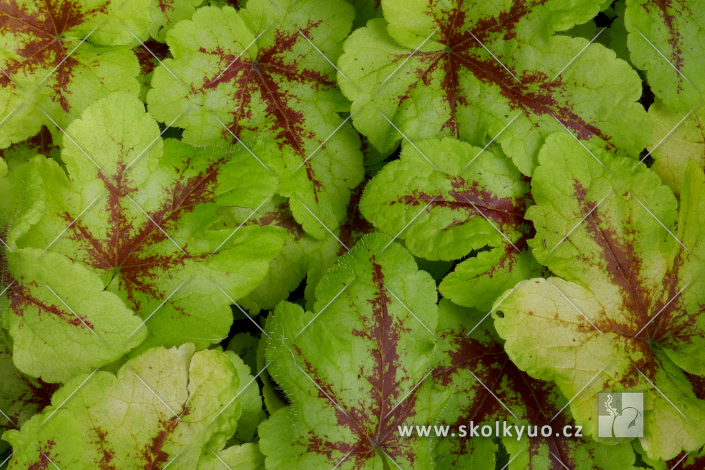 Heucherella ´Mojito´