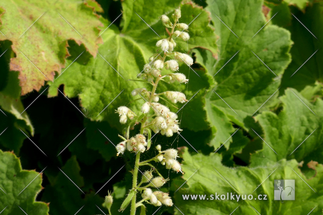Heuchera villosa var. macrorrhiza