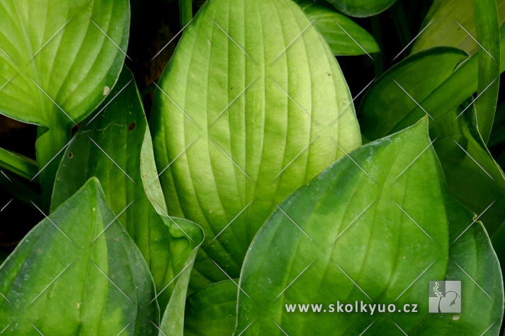 Hosta ´Gold Standard´