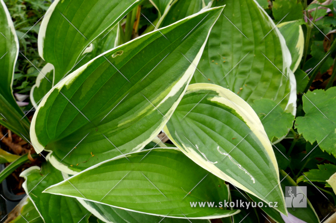 Hosta ´Fortunei Aureomarginata´