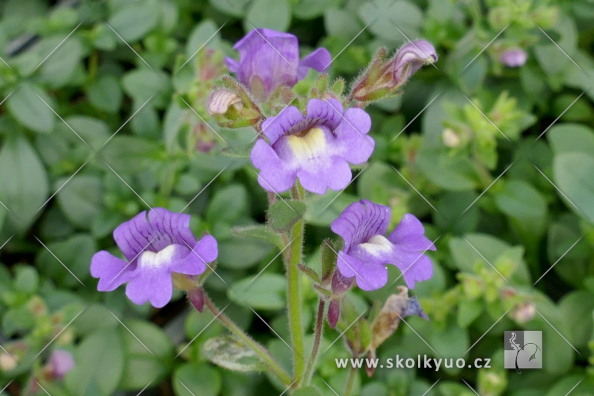 Chaenorhinum origanifolium ´Blue Dream´