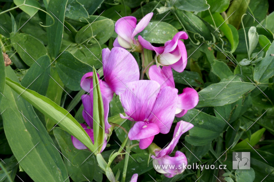 Lathyrus latifolius ´Red Pearl´