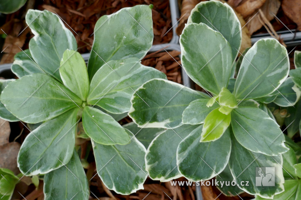 Pachysandra terminalis ´Variegata´