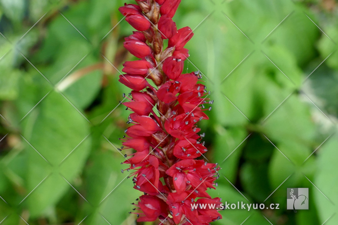 Persicaria amplexicaulis ´ JS Caliente´