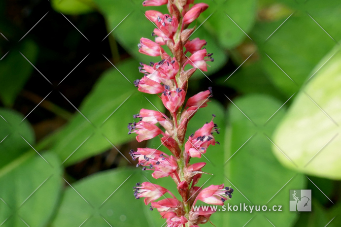 Persicaria amplexicaulis ´ Orange Field´®