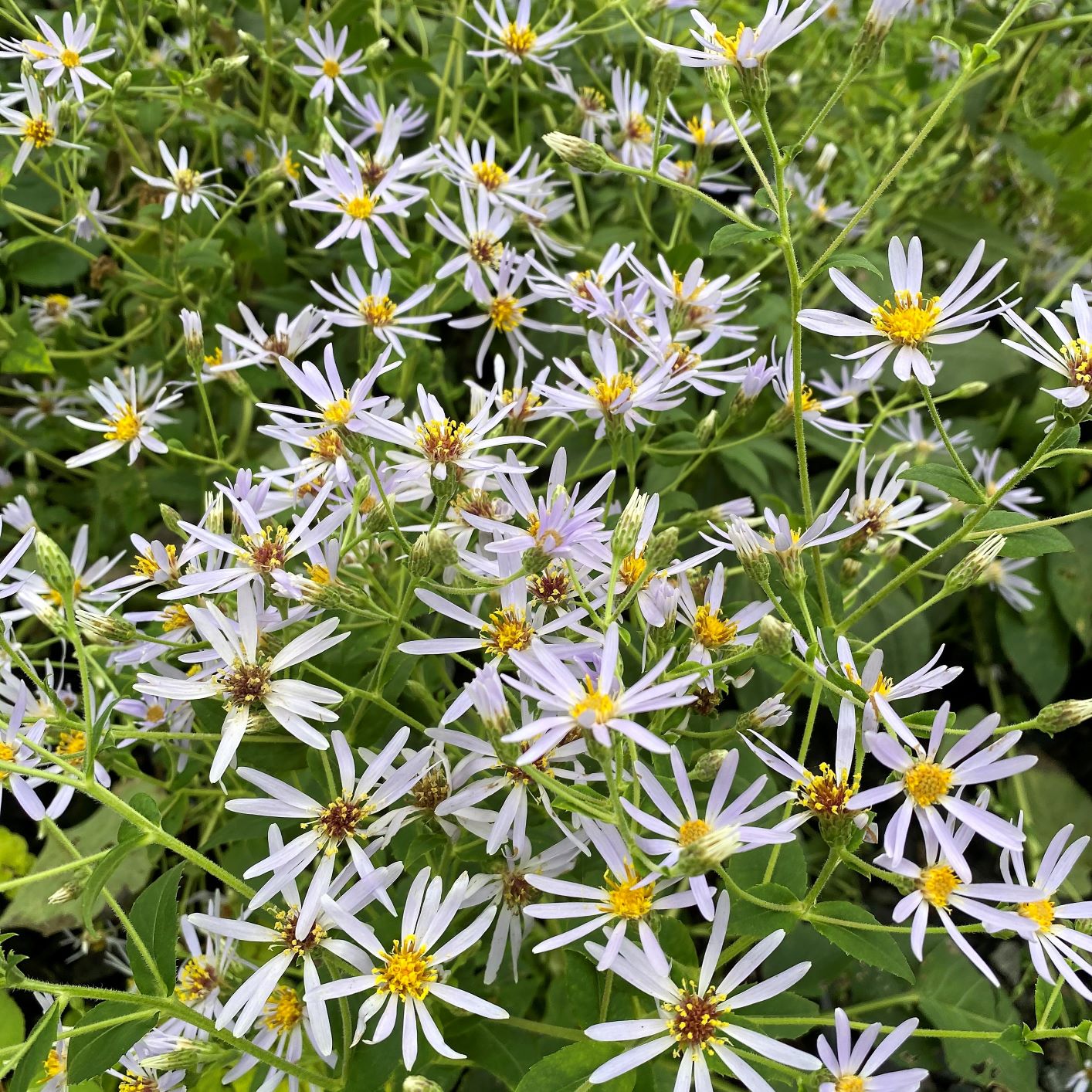 Aster macrophyllus ´Twilight´