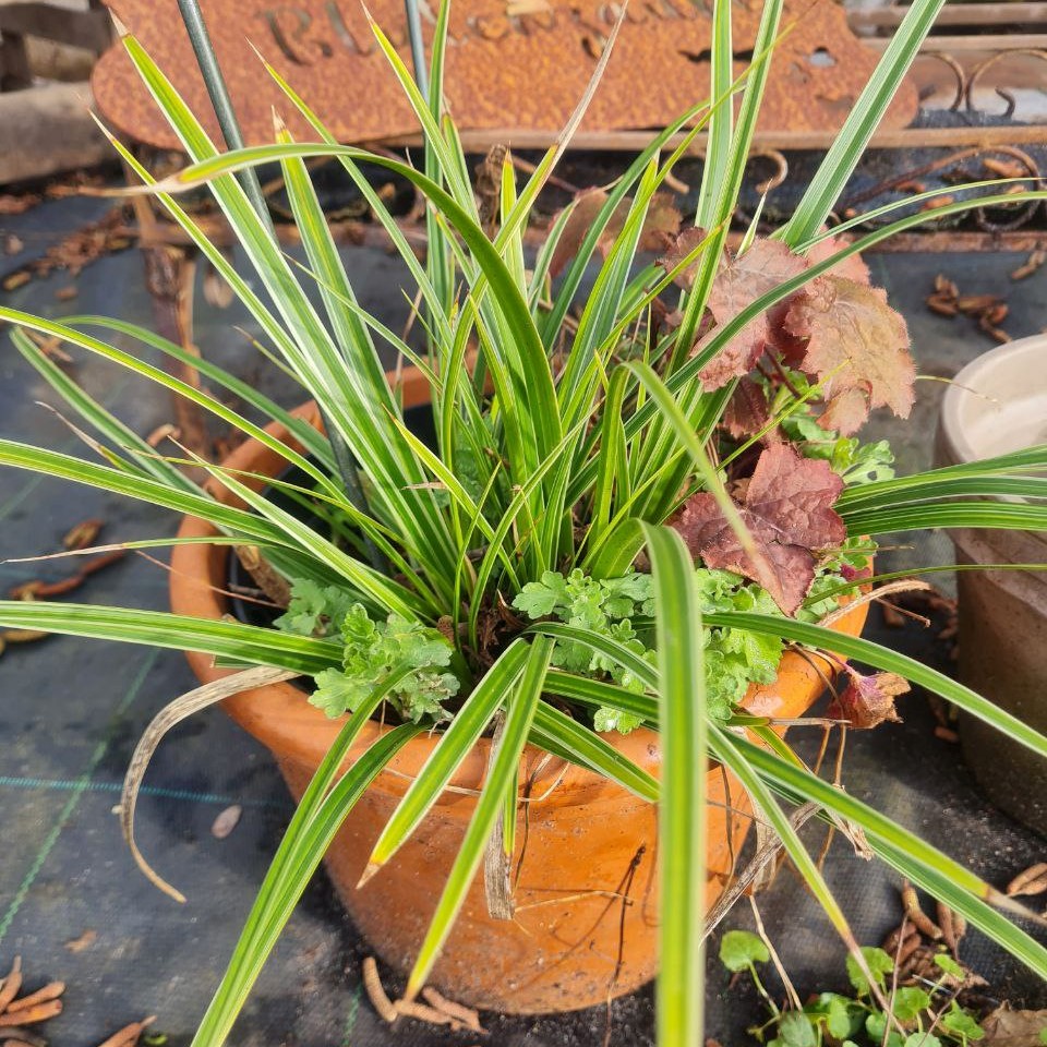 Carex morrowii ´Variegata´