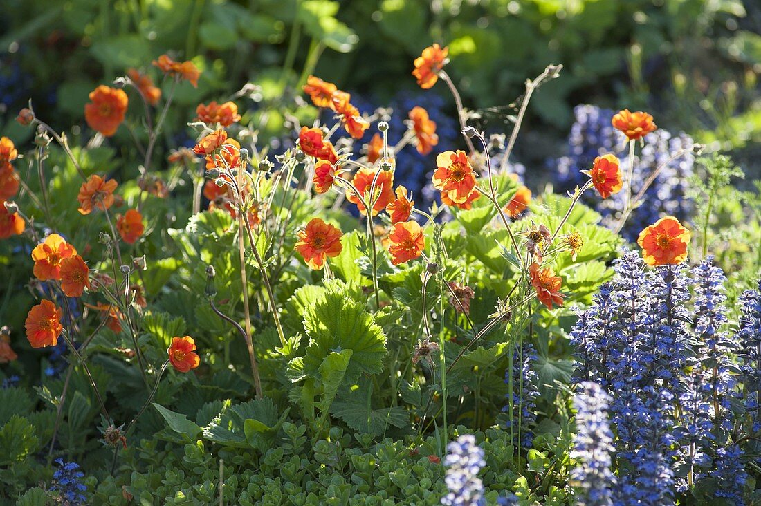 Geum coccineum ´Borisii´