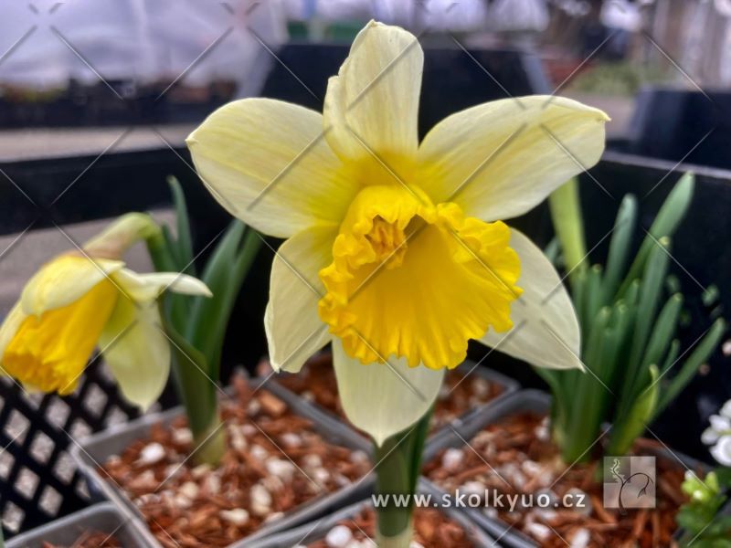 Narcissus ´L´Or de Janvier´