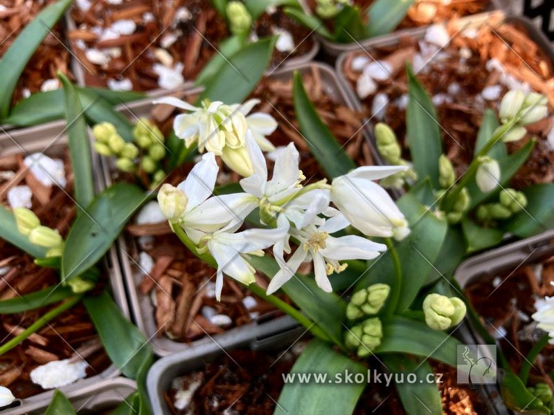 Scilla siberica ´Alba´