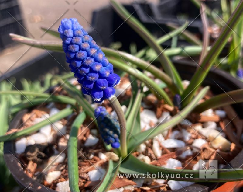 Muscari ´ Dark Eyes´