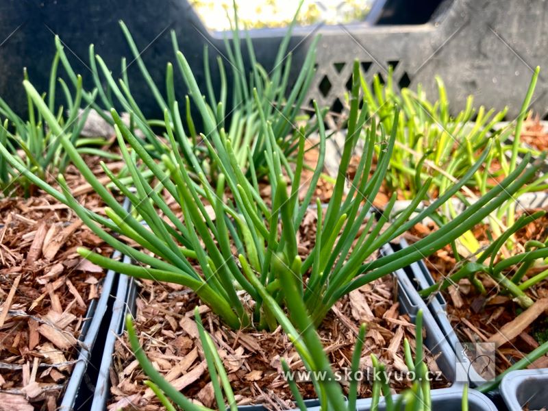 Allium schoenoprasum ´White One´