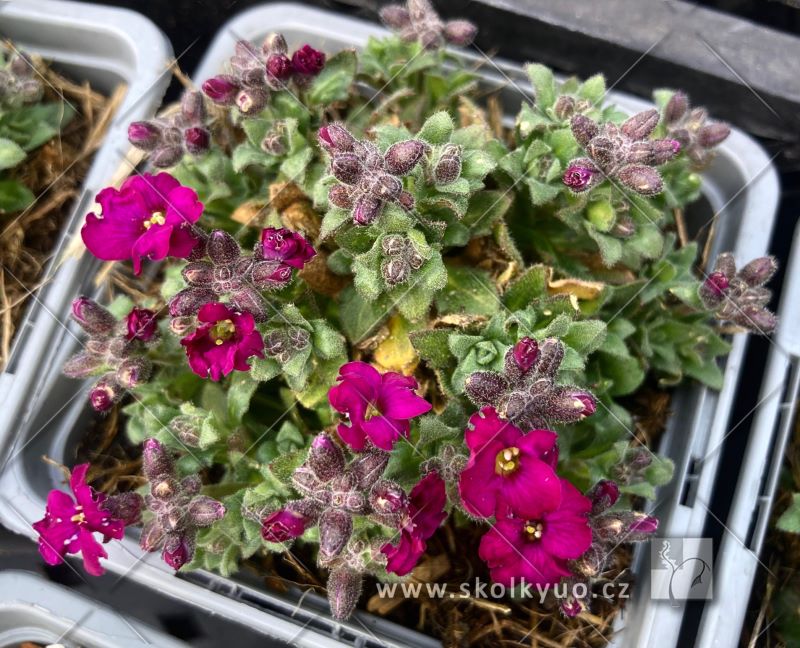 Aubrieta ´Axcent Lilac´