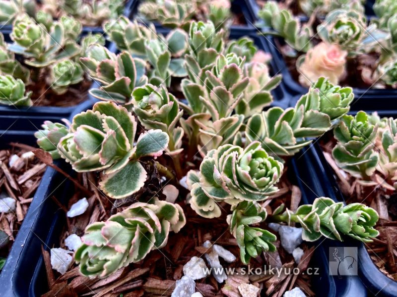 Sedum takesimense ´Atlantis´