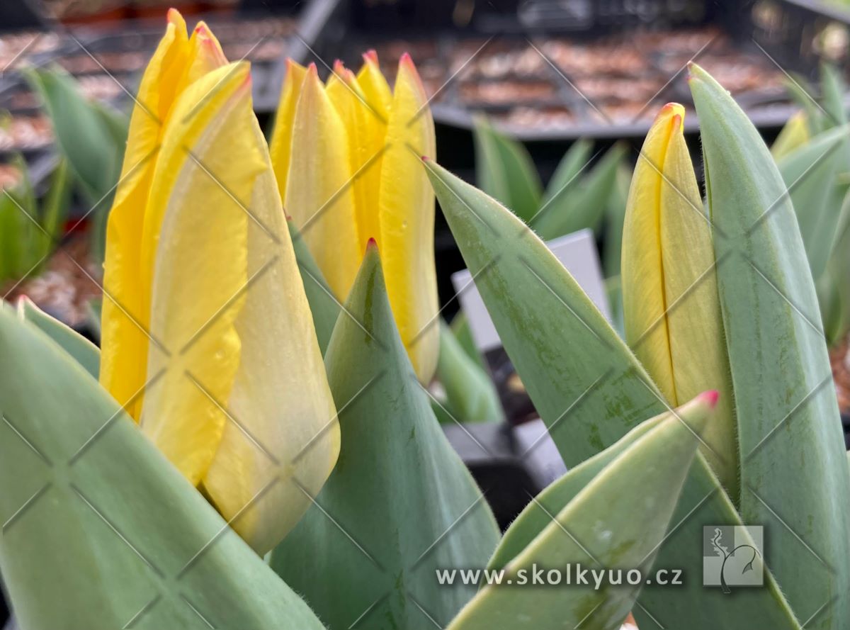 Tulipa ´Partitura´