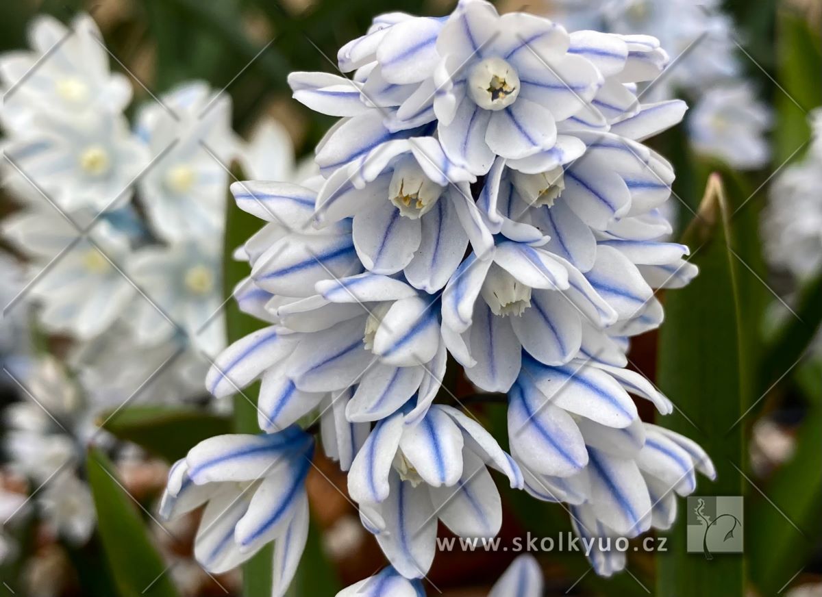 Puschkinia scilloides