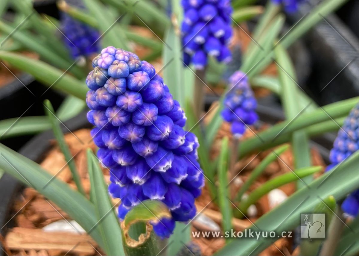 Muscari ´ Big Smile´