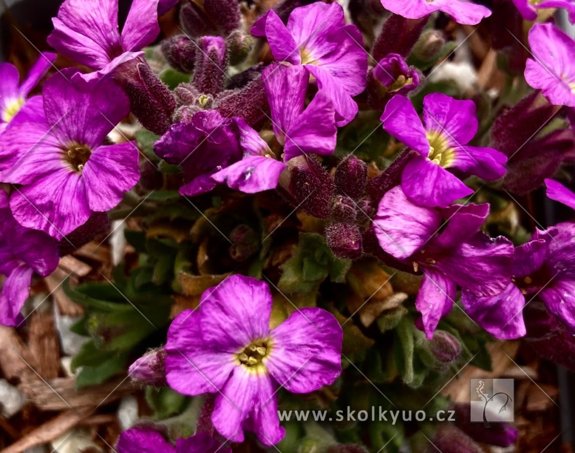 Aubrieta ´Axcent Lilac´