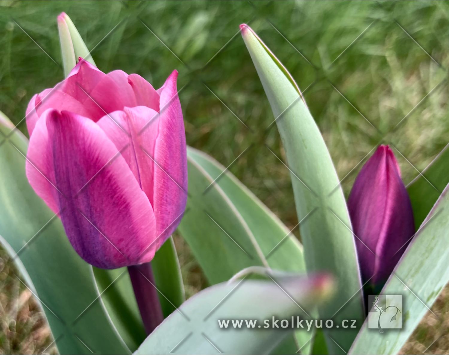 Tulipa ´Light and Dreamy´