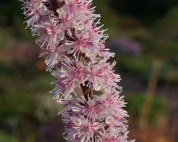 Actaea simplex ´Pink Spike´