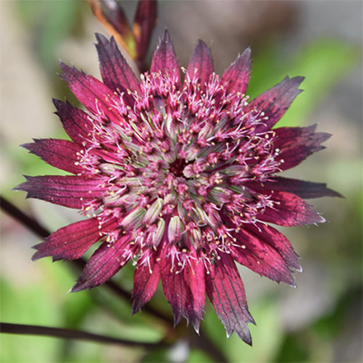 Astrantia ´Astra Red´