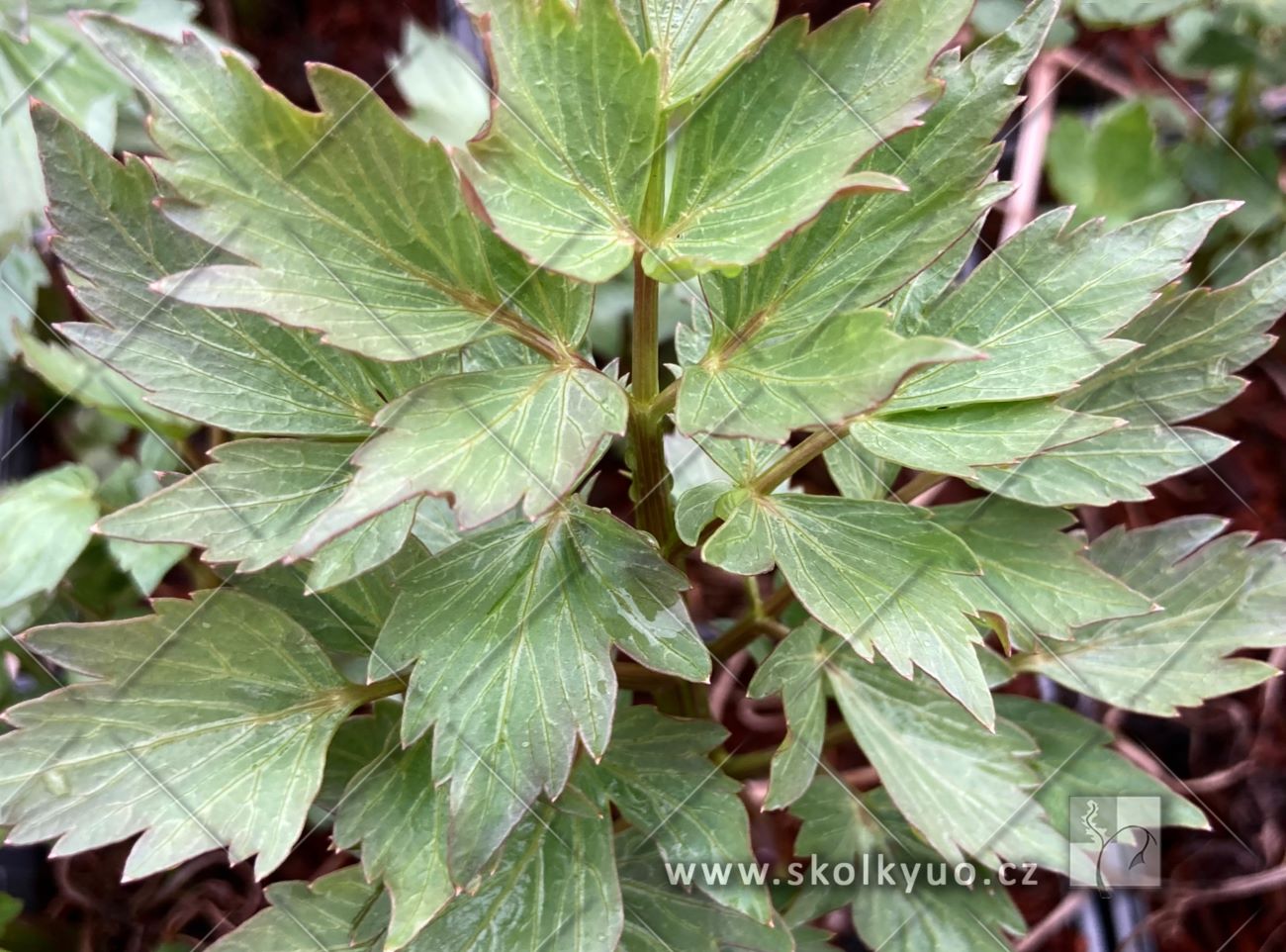 Levisticum officinale