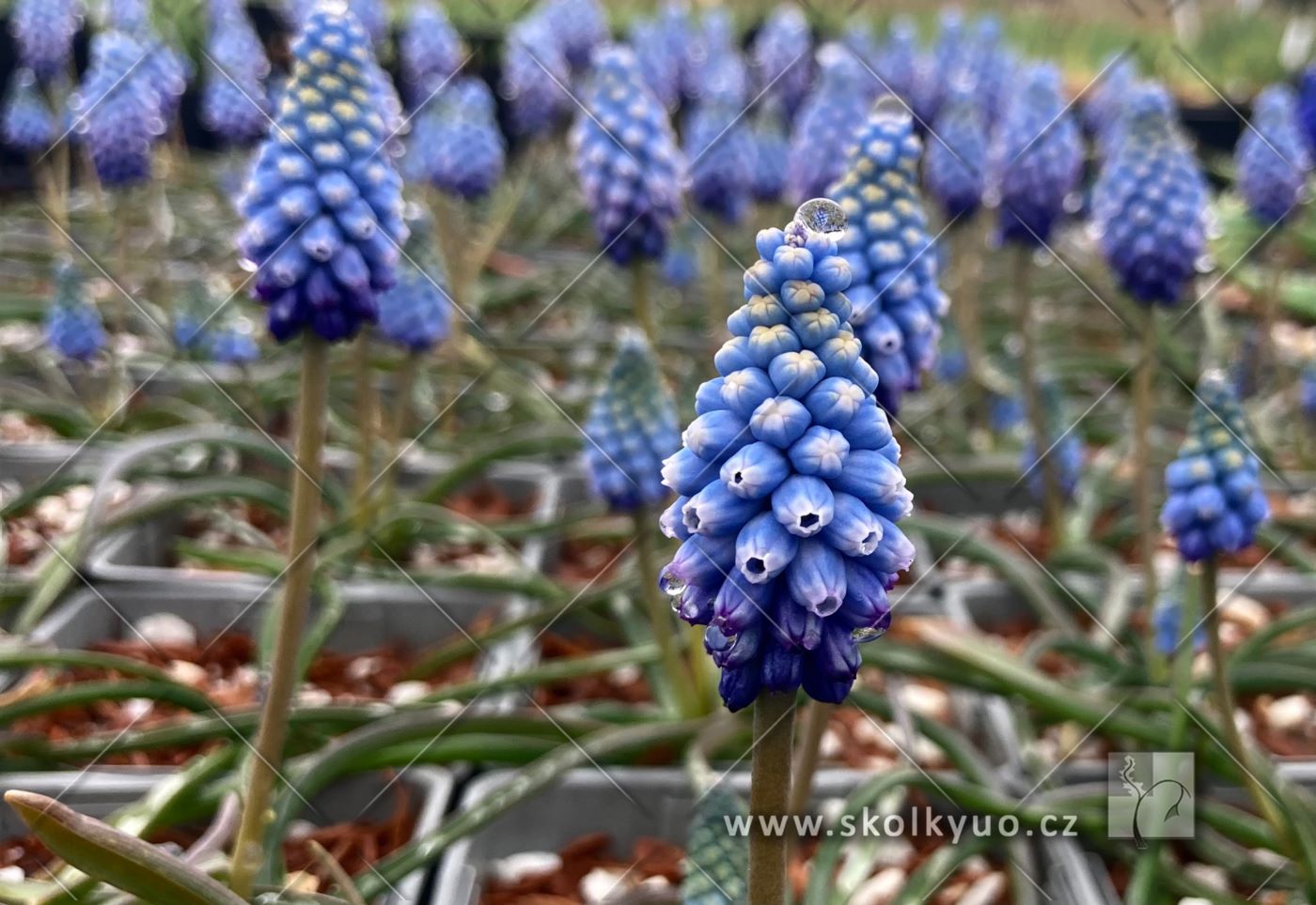 Muscari armeniacum ´Valerie Finnis´